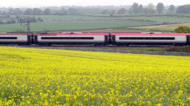 istock uk railroad next to rapeseed field and sheep on another side under overcast rain. railway landscape 1151787094