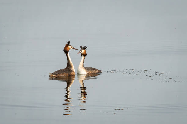 Great Crested Grebe pair A pair of the beautiful grebes on some calm lake water great crested grebe stock pictures, royalty-free photos & images
