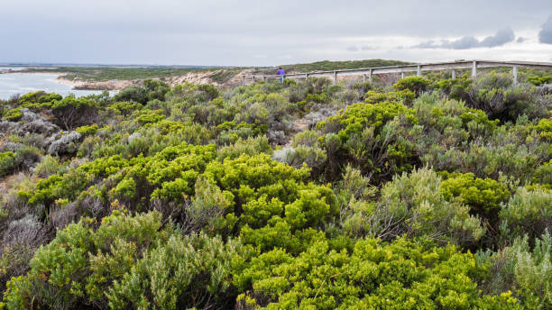 istock Vegetation at Cape Northumberland, South Australia 1151788954