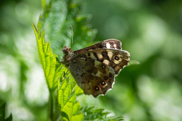 The pretty little butterfly on the stinging nettle