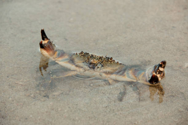 istock Crab standing in water with lifted claws 1151789280
