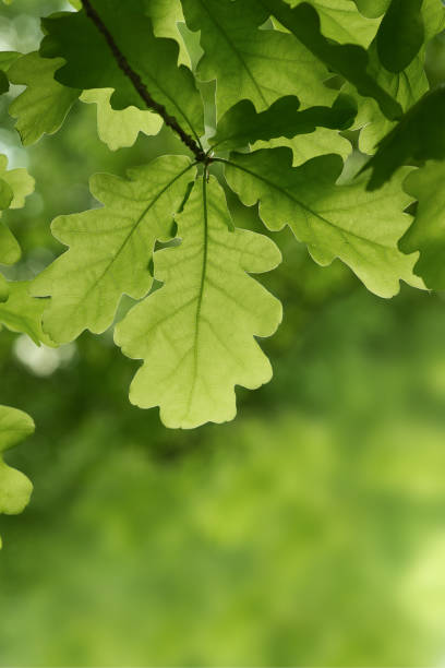 istock Green oak leaves background. Plant and botany nature texture 1151790365