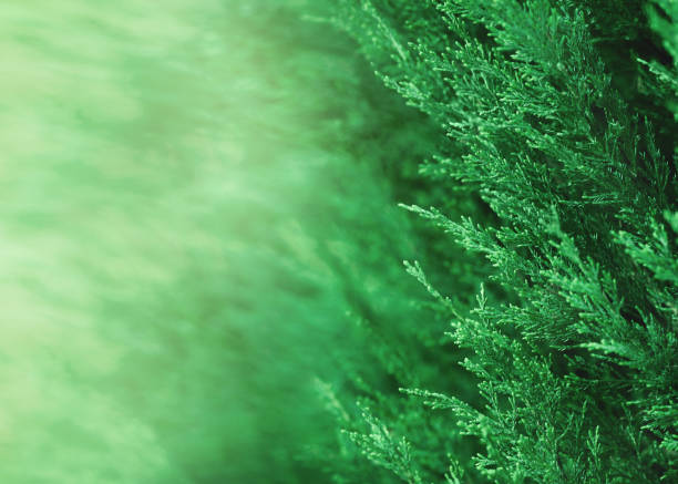 istock Organic green texture and background conifer, nature mock up, thuja, 1151790391