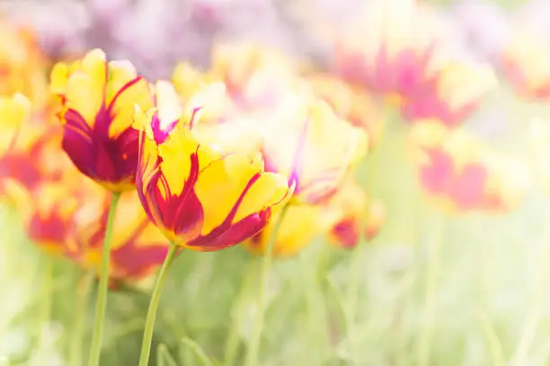 Pink and yellow tulips in garden, spring day landscape, closeup, copy space