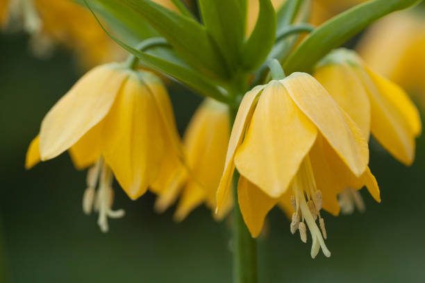istock yellow flower with delicate petals 1151790455