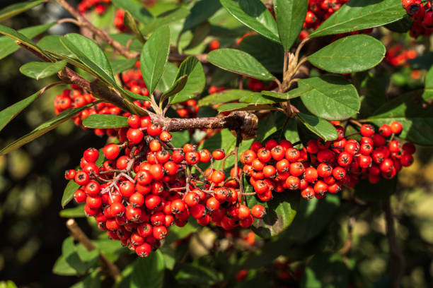 istock A bush with Big red berries of Rowan. 1151790623