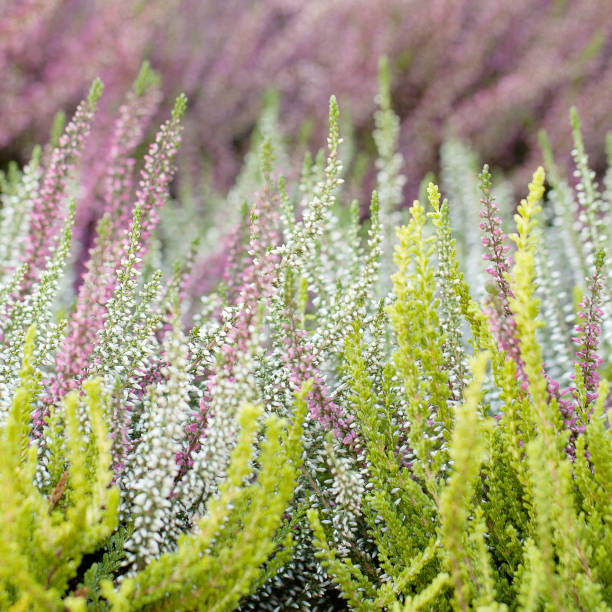 istock lush flowers in a summer park 1151790758