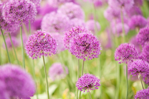 istock beautiful fluffy allium flowers 1151790860
