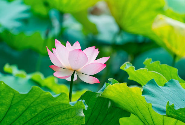 istock Lotus flower 1151790958