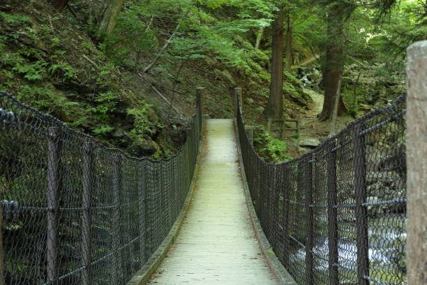 istock Suspension bridge in the forest 1151791028