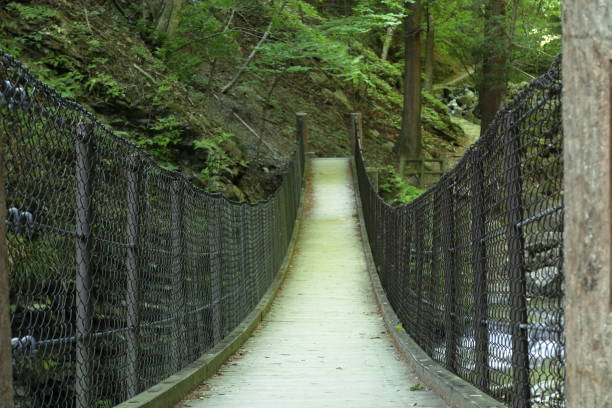 istock Suspension bridge in the forest 1151791032