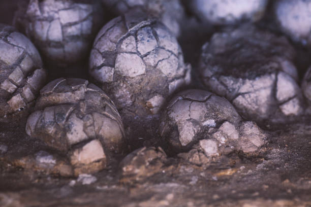 Fossilised eggs of a dinosaur stock photo