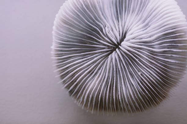 Antique Mushroom Coral stock photo