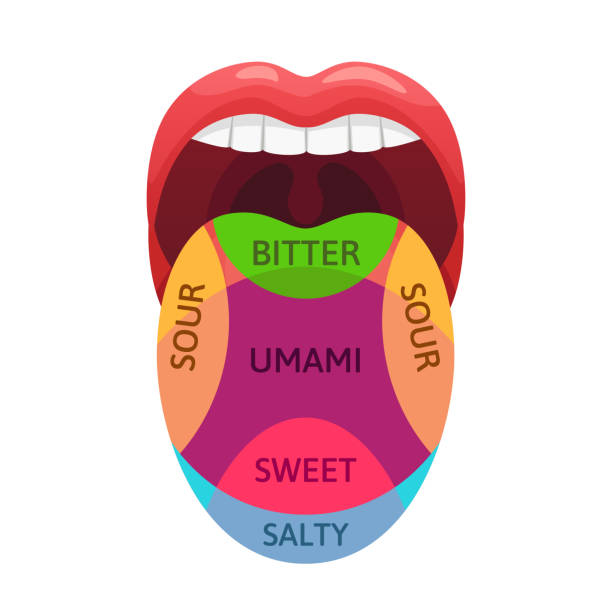 Human tongue taste zones. Sweet, bitter and salty tastes receptors. Tasting areas, umami and sour diagram cartoon vector illustration Human tongue taste zones. Sweet, bitter and salty tastes receptors. Tasting areas, umami and sour diagram. Medicine mouth flavor tasteful tongues localization map cartoon vector illustration tasting stock illustrations