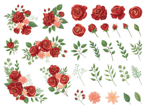 illustrations, cliparts, dessins animés et icônes de bouquet floral rouge. fleur de rose bordeaux, bouquets de roses vintage et printemps fleurs vecteur illustration ensemble - rose