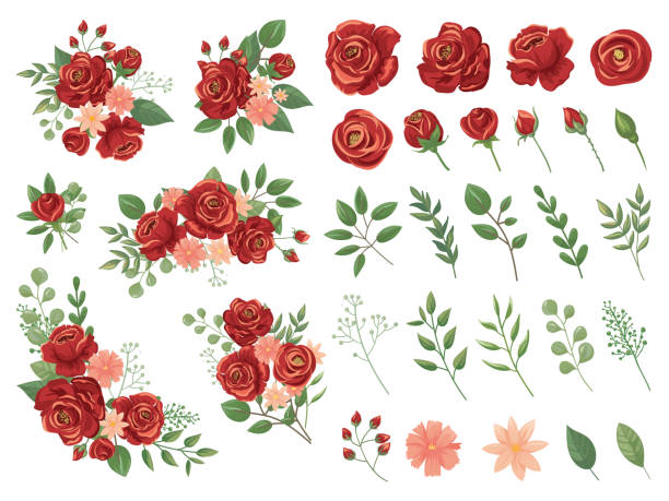 illustrazioni stock, clip art, cartoni animati e icone di tendenza di bouquet floreale rosso. fiore di rosa bordeaux, bouquet di rose vintage e set di illustrazioni vettoriali di fiori primaverili - rose