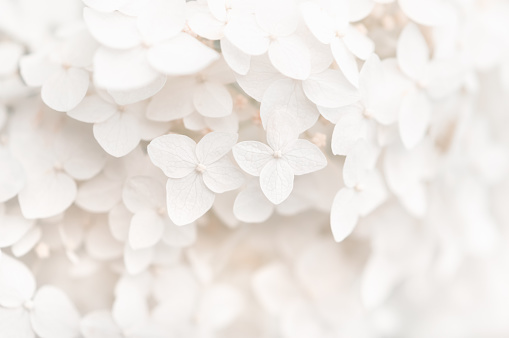 Background small white flowers hydrangea, texture. Selective focus. Beautiful and dreamy art image