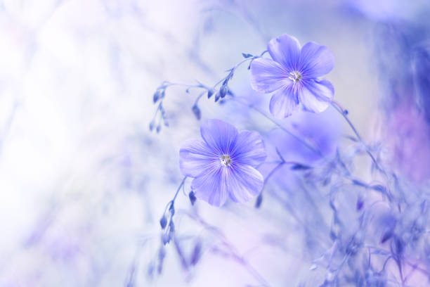 delicati fiori blu di lino su un bellissimo sfondo sfocato. immagine d'arte da sogno, bellissimo sfondo naturale. messa a fuoco selettiva. - flower bed plant spring selective focus foto e immagini stock