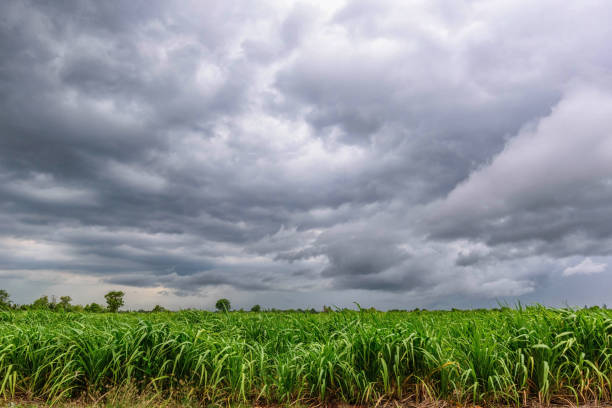 istock Fresh sugarcane with dark cloud storm on the sky 1151795610