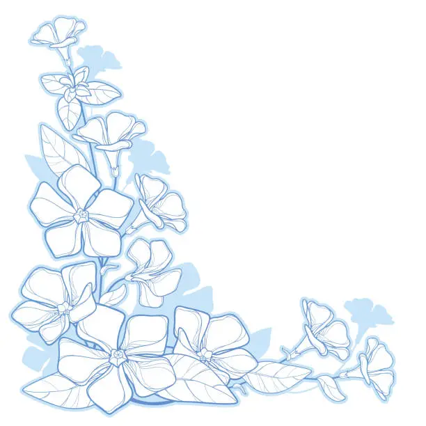 Vector illustration of Vector corner bouquet of outline Periwinkle or Vinca flower bunch and ornate leaves in pastel blue isolated on white background.