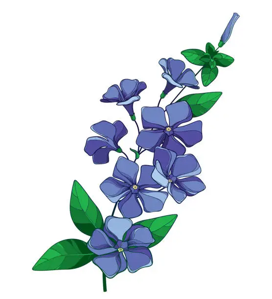 Vector illustration of Vector branch with outline blue Periwinkle or Vinca flower bunch and ornate green leaves isolated on white background.