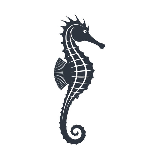 Seahorse sign Seahorse graphic icon. Sea life symbol. Black silhouette seahorse isolated on white background. Tattoo. Logo. Vector illustratio background studio water stock illustrations