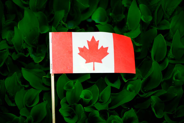 istock Canada flag in the tulip, Ottawa 1151797912