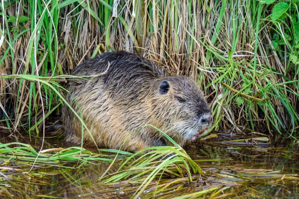 Nutria outside the water eating.
