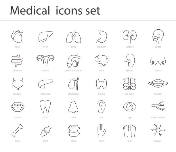 Human Organs icon set, medical icons, vector illustration Human Organs icon set, medical icons, vector illustration human internal organ illustrations stock illustrations