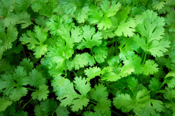 istock coriander leaves background on farming field 1151798363