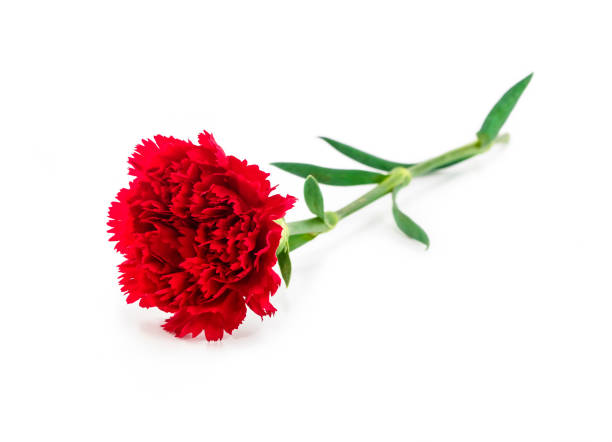 istock clean red carnation flower 1151798380