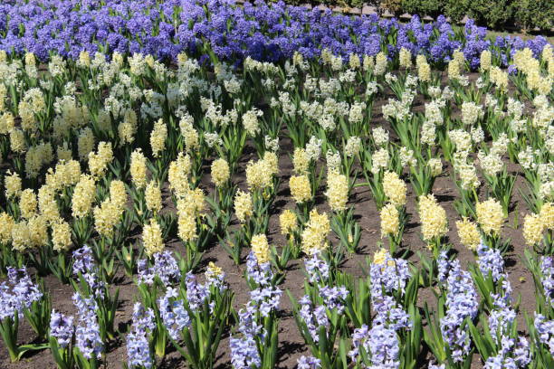 istock Multicolored hyacinths in city park 1151799756