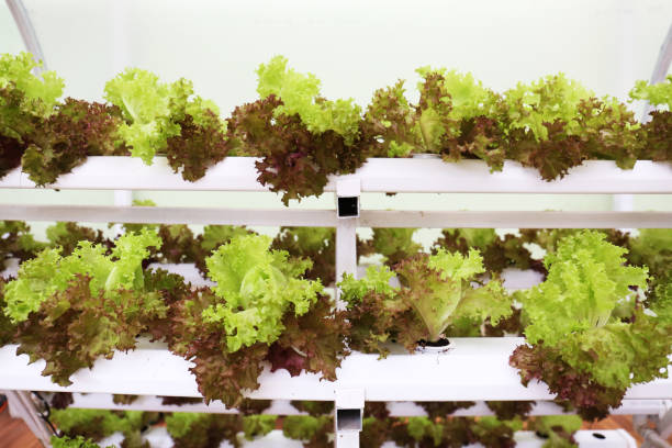 istock Hydroponic Gardenu lettuce does well as a hydroponic vegetable. 1151800656