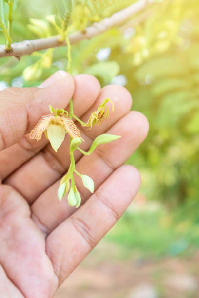 istock Tamarind flower on male hand with tamarind tree background. 1151801326