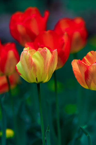 istock Fragment of a Flower Bed with Tulips 1151802328