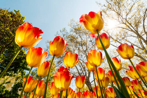 istock Fragment of a Flower Bed with Tulips 1151802368