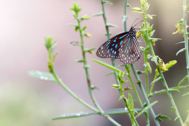 A BlueTiger Butterfly feeding nectar on Laurel clock vine  flower or Thunbergia laurifolia is a traditional herb from Thailand (yellow flower known as Rang Jeud in Thai). Butterfly feeding on herbal flower.