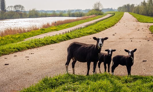 Black mother sheep poses for the photographer with her two newborn lambs on top of a Dutch dike in the beginning of the spring season.