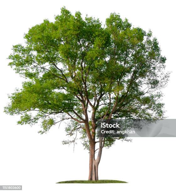Isolated Single Big Tree On White Background Stock Photo - Download Image Now - Tree, Cut Out, White Background