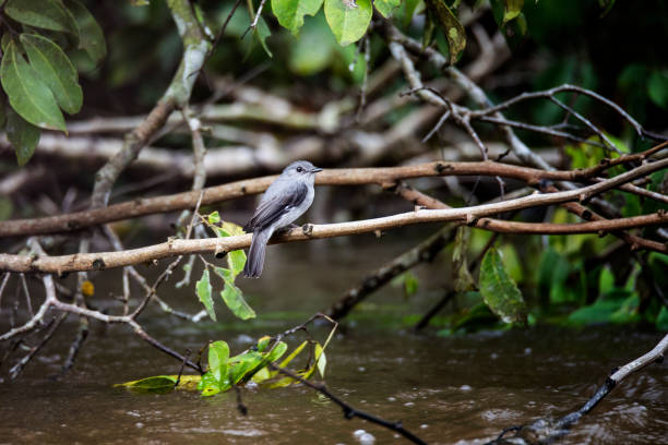 Cassin's flycatcher (Muscicapa cassini) in the Congo Basin. Location: Odzala National Park, Republic of Congo