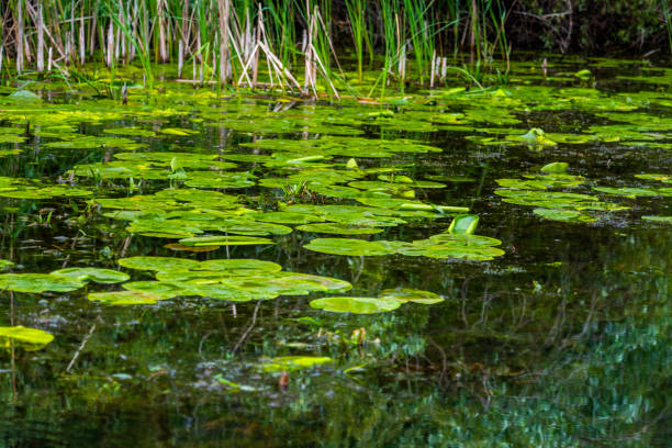istock Water lily plant 1151803838
