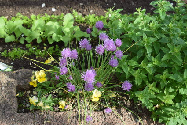 istock chives flower with oregano and pansy 1151803956