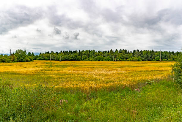 istock A field of ripened grain before the harvest. 1151804189