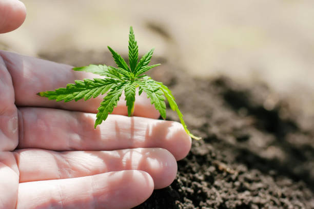 pousses de chanvre en croissance. les fermiers plantent des semis de marijuana. gros plan de main avec le semis de cannabis à l’extérieur - chemical plant photos et images de collection