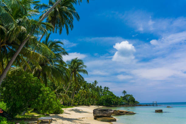 istock Relaxtion scene of peaceful beach with coconut palm tree blue sky 1151805623