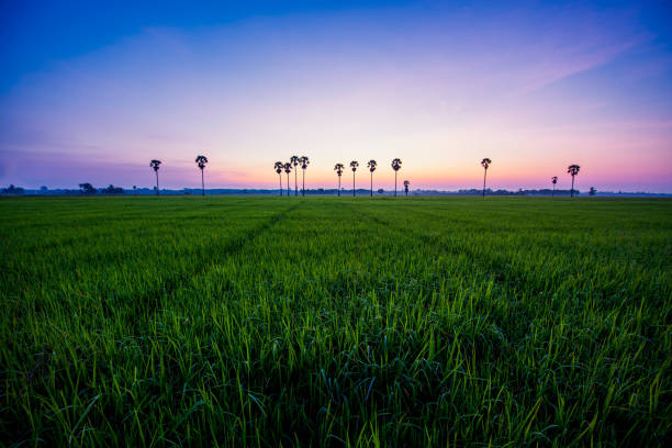 Paddy field with palm trees and sunrise at Phatthalung Province, Thailand