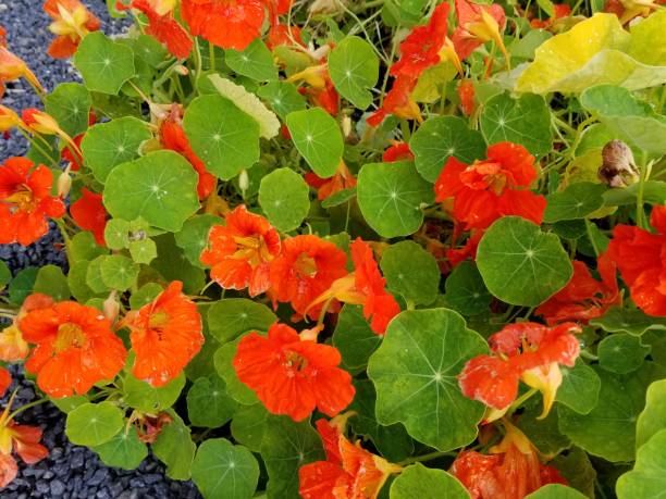 Nasturtium Close-up of flowers and leaves of nasturtium plant (Tropaeolum) in a garden setting, May 21, 2019 tropaeolum majus garden nasturtium indian cress or monks cress stock pictures, royalty-free photos & images