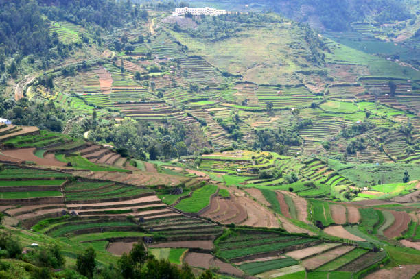 istock Green terraced fields in Poombarai 1151806470