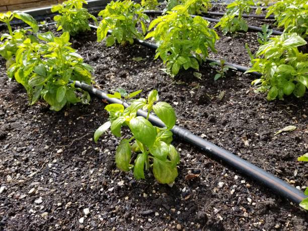 istock Field Of Basil Plants 1151806554