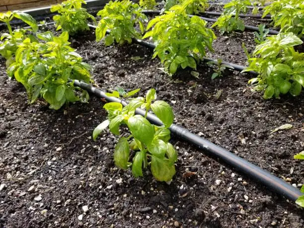 Close-up of a field of basil plants with drip irrigation dripper hoses in a farm or garden setting, May 21, 2019